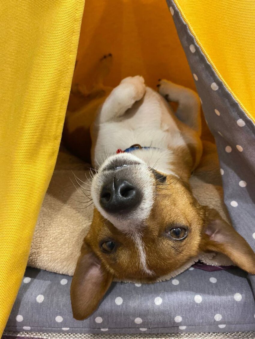 Demining dog Patron lies on his back and shows off his nose.