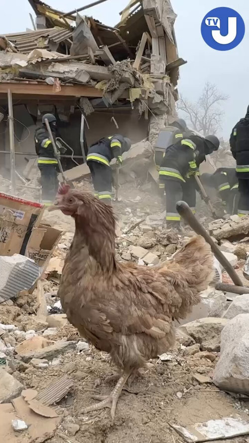 A chicken was rescued from a destroyed building.