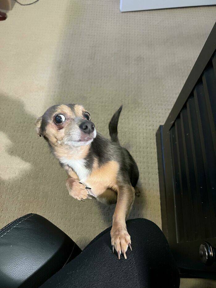 Brown and black dog with one paw on a human's knee.