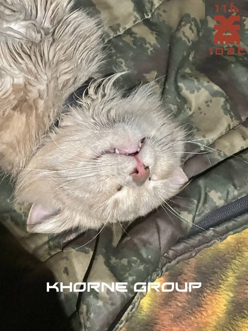 Orange cat sleeps on bedroll of the Khorne group.