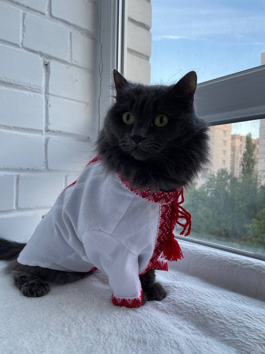 Black fuzzy cat in Ukrainian embroidered shirt.