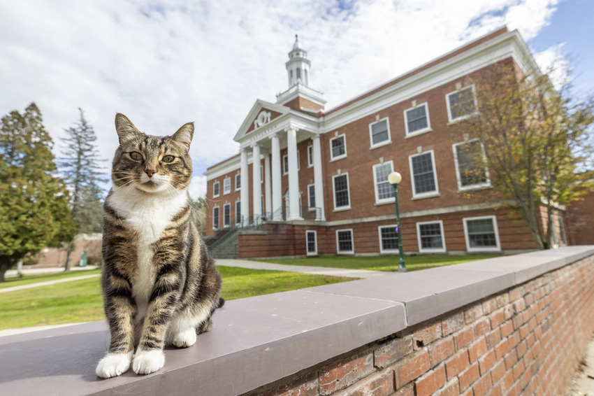 A Vermont University cat was presented with an honorary degree.