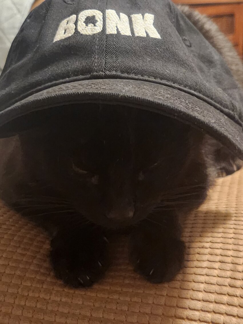 A small black cat wears a hat that says BONK with a fella in the O.