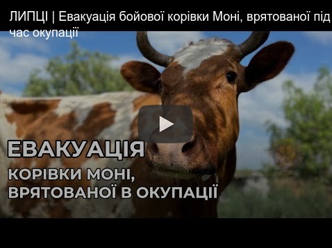 Moni the fighting cow was evacuated from a combat zone.