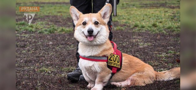 Elton, a Corgi in Ukraine's rescue service, turned 6.