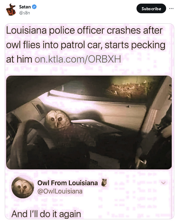 Louisiana police officer crashes after owl flies into patrol car, starts pecking at him. Owl From Louisiana replies, 'And I'll do it again.'