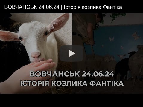 Fantik the goat, evacuated from a precarious situation.