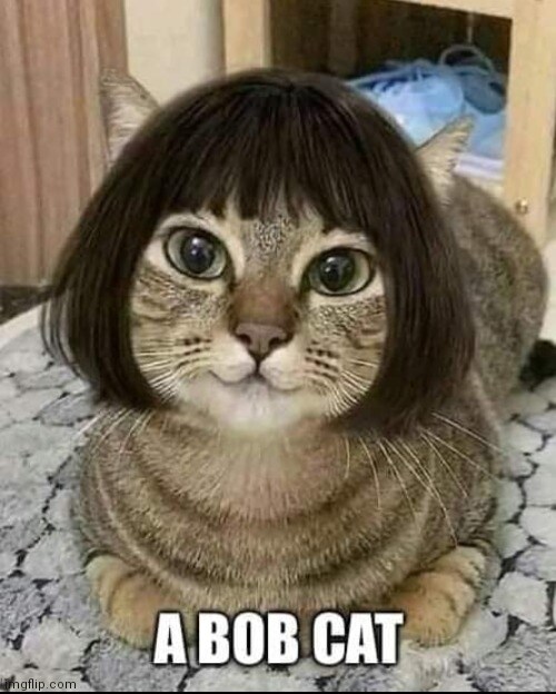 Cat wearing a bob wig, captioned 'Bob cat'