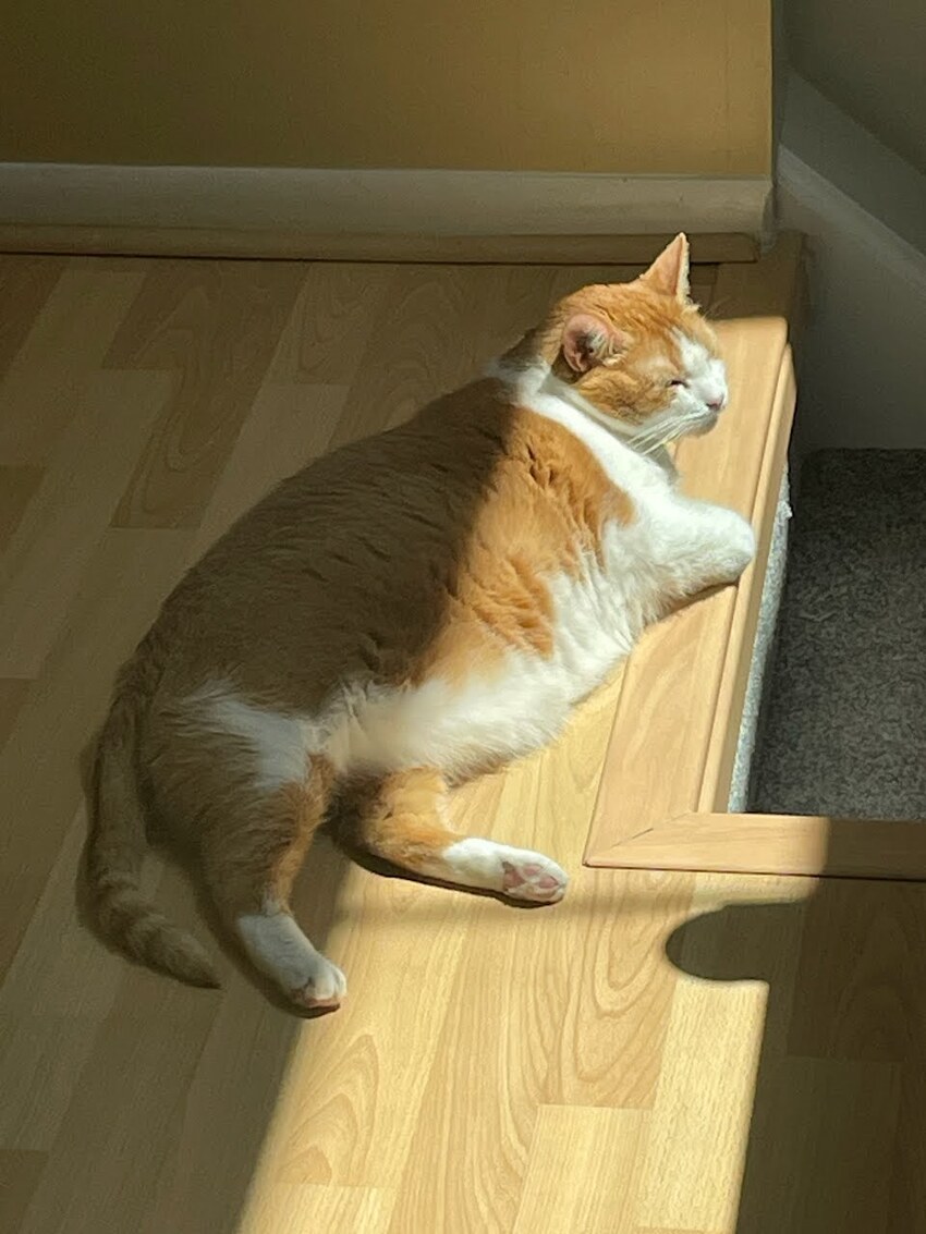 Orange and shite cat McButt lounging in the sun.