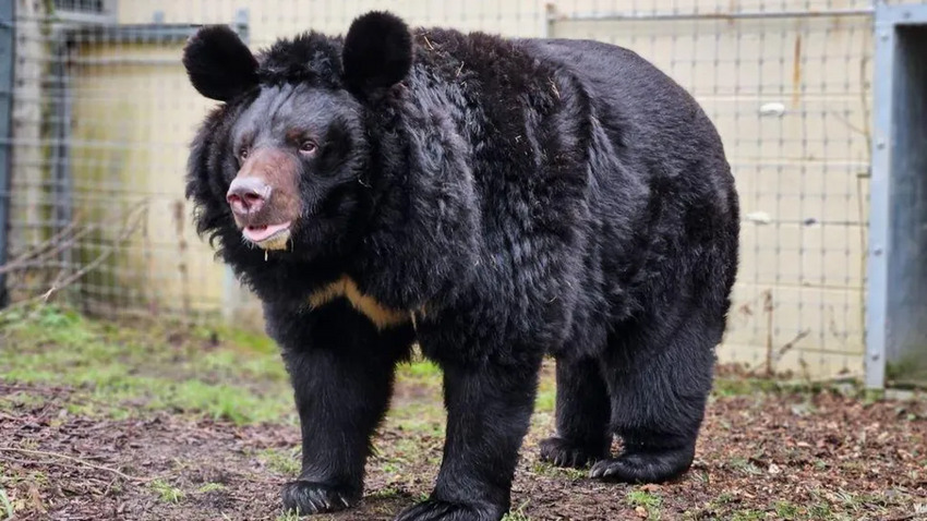 Rescued Ukrainian bear dies in Scotland.