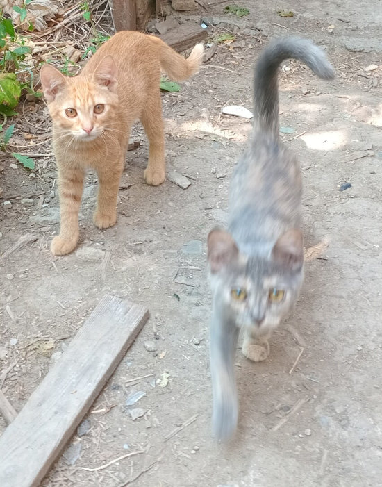 Glory to Medic Zero and his cot panthers!