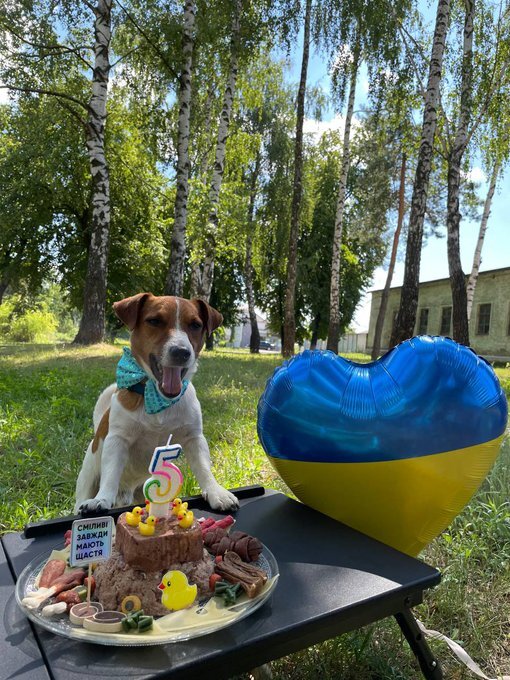 Demining dog Patron has his 5th birthday.
