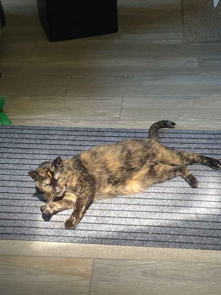 Lucy, the tortoiseshell who is McButt's compatriot.