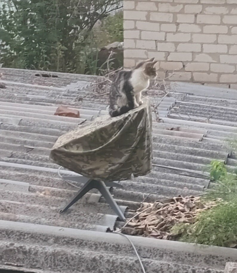 Cat sitting on a piece of equipment, Medic Zero says, 'Starlink says there's some interference.'