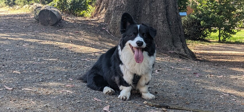 Mr. Adventure outside getting along fine despite reduced mobility.