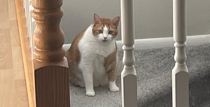 Orange and white cat McButt update.