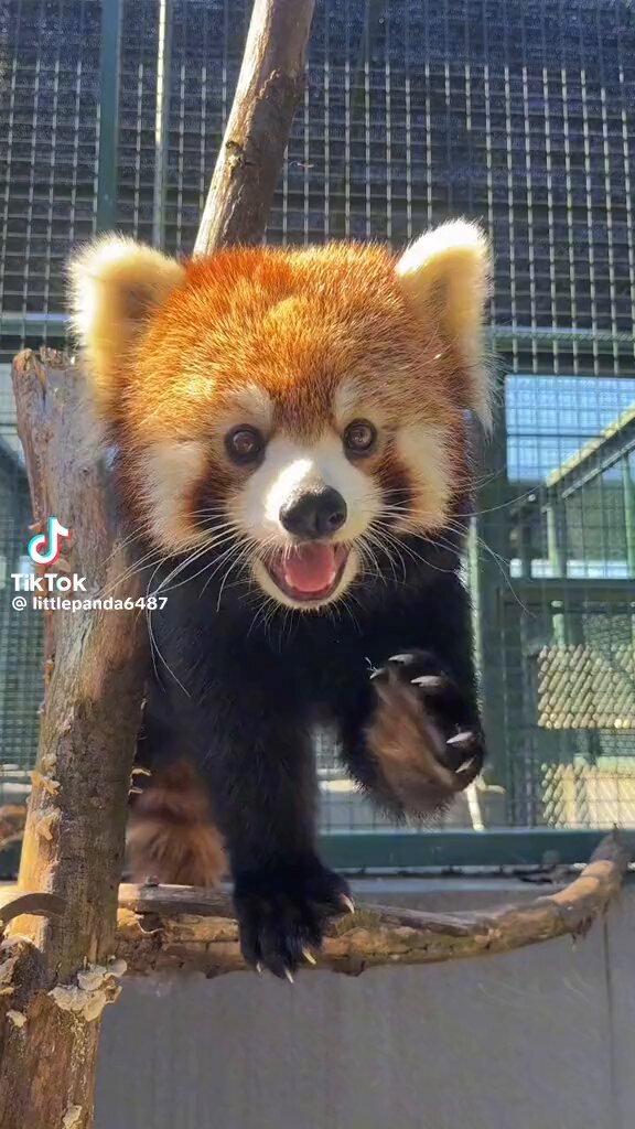 Red panda on tiktok.