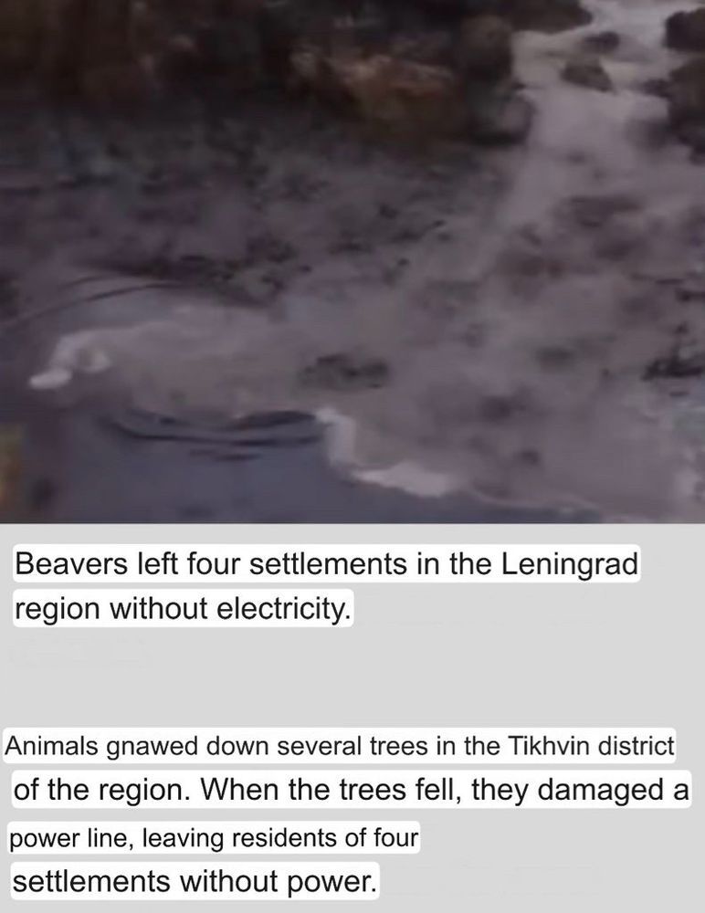 Beavers cut off the electricity in Leningrad region.