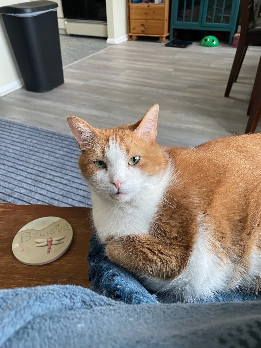 McButt the big orange and white cat with another update.