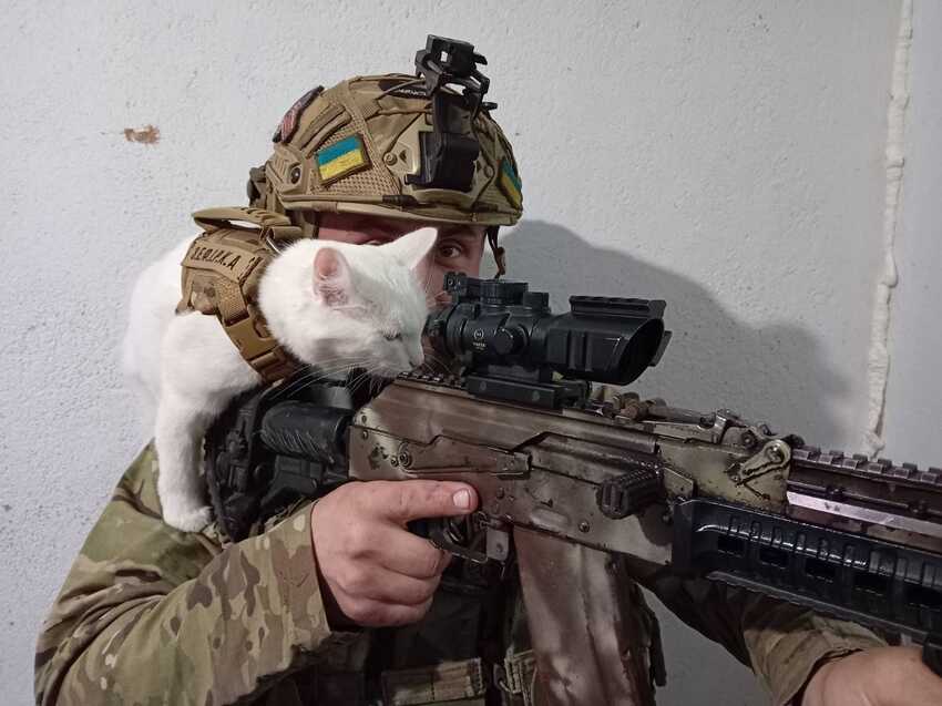 A white cat looks through the scope of a Ukrainian soldier's rifle.