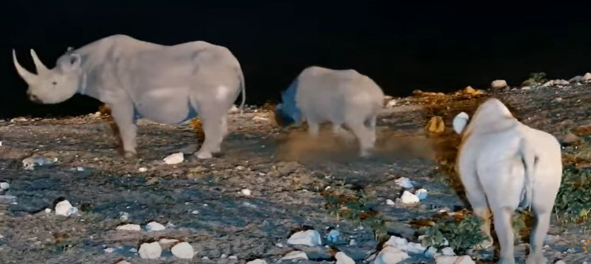 Rhinos around a water hole in Namibia at night.