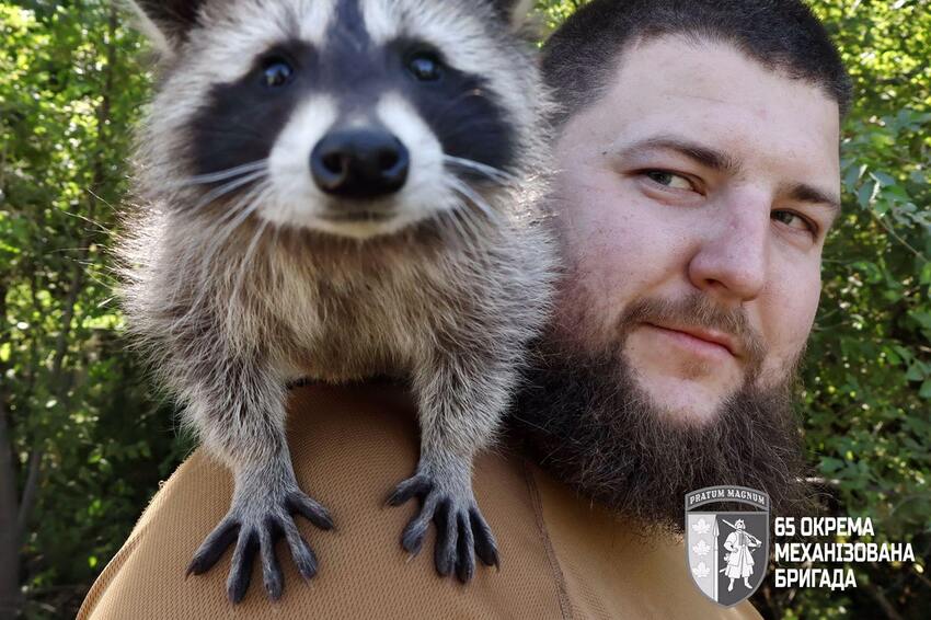 Sergeant Molly is a young raccoon who's the mascot for the 65th Brigade.