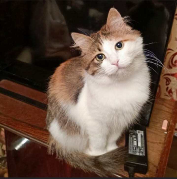 Medic Zero on equipping a Ukrainian soldier. (Picture is of a fluffy cat.)